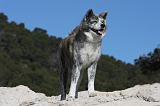 AKITA INU 323